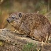 Daman skalni - Procavia capensis - Rock Hyrax o0611